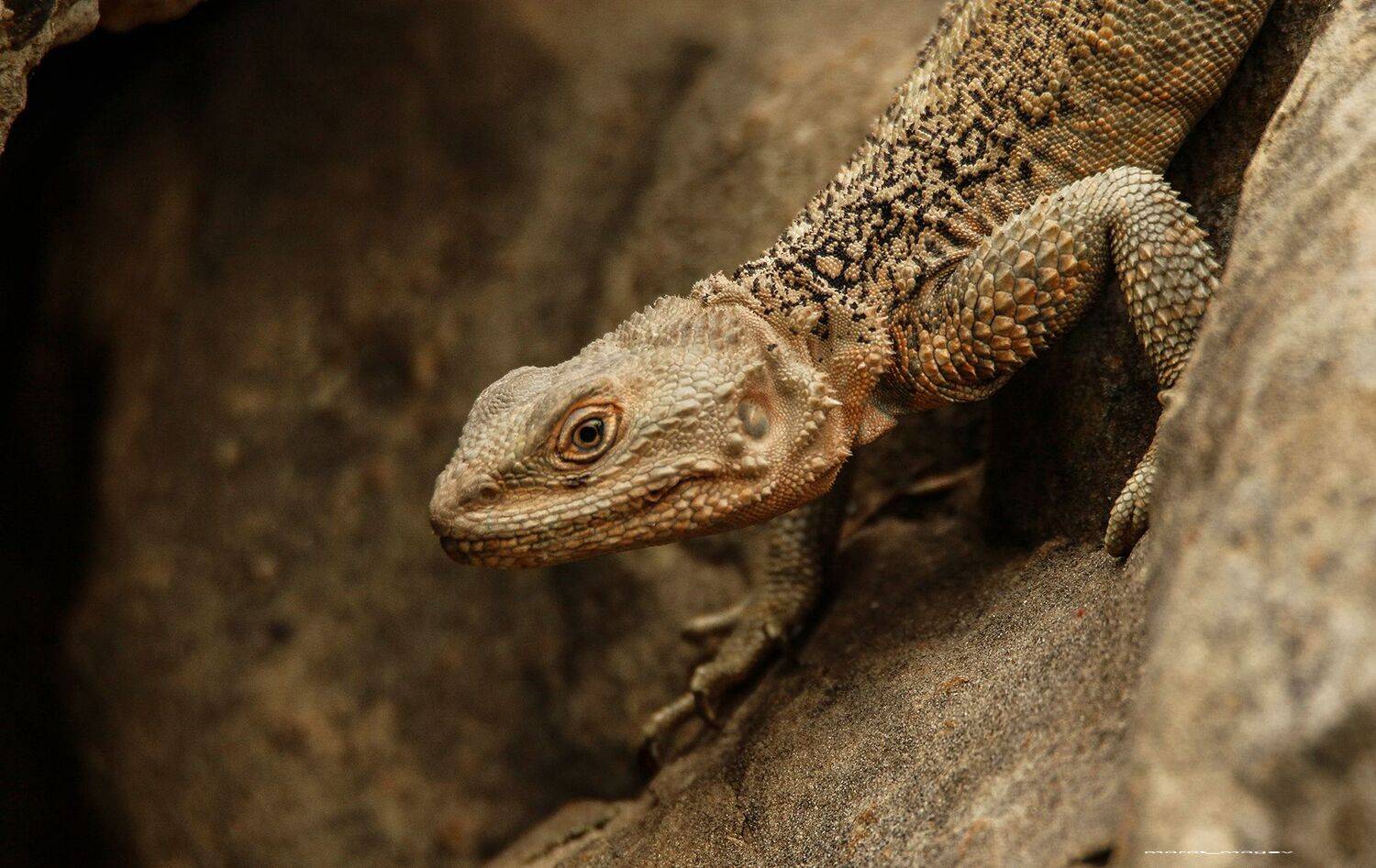 агама,ящерица,кавказ,дагестан,, Magov Marat