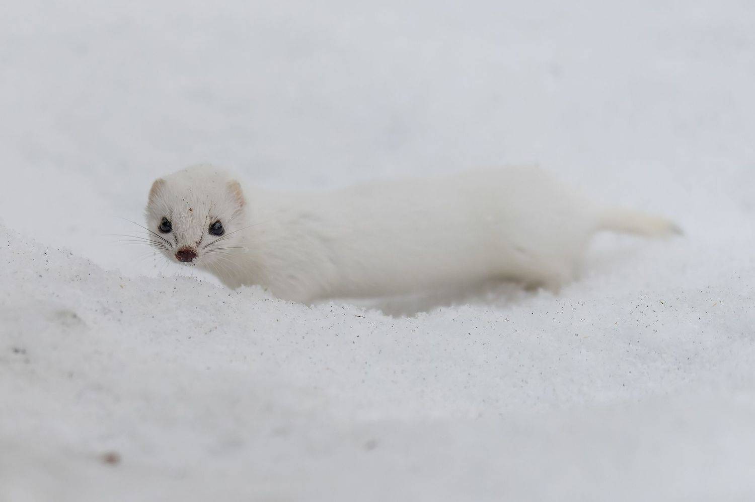 , Дэм Константин