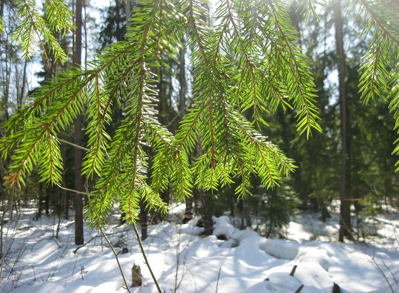 Свет фото превью