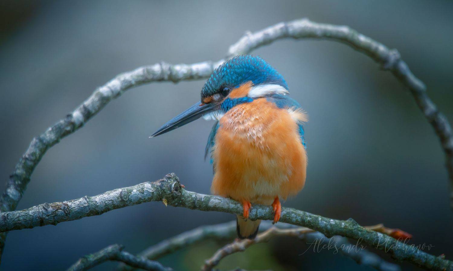 wildlife, Александр Плеханов