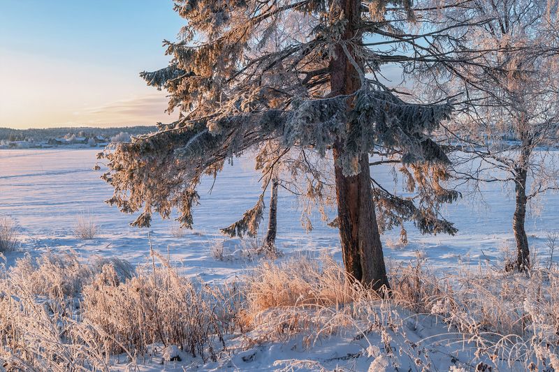 Зимним утром у старой сосны фото превью
