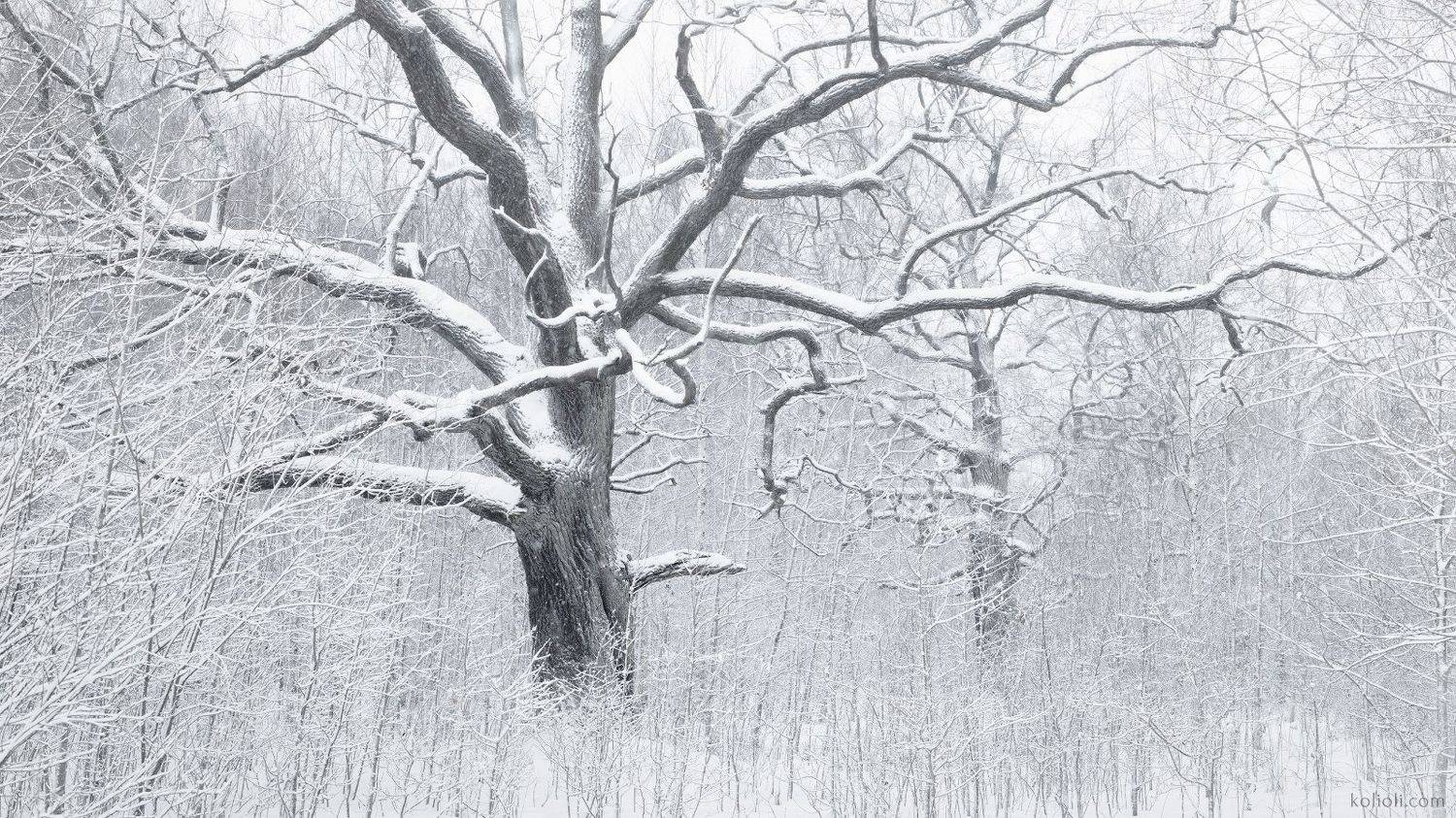 петергоф, дубы, зима, сергиевка, пригороды петербурга, Степаненко Ольга