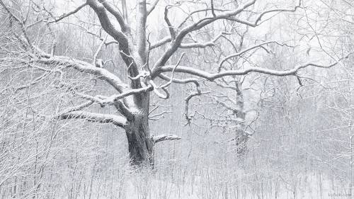 Зима в Сергиевке