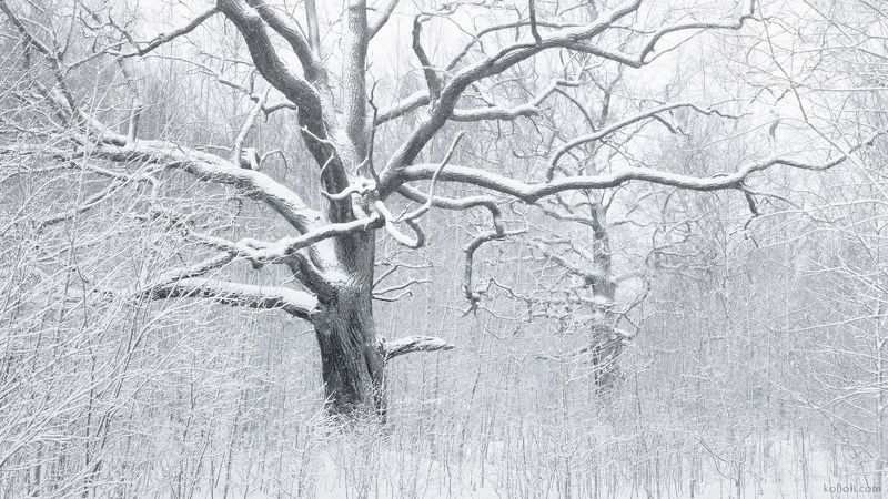 петергоф, дубы, зима, сергиевка, пригороды петербурга Зима в Сергиевке фото превью