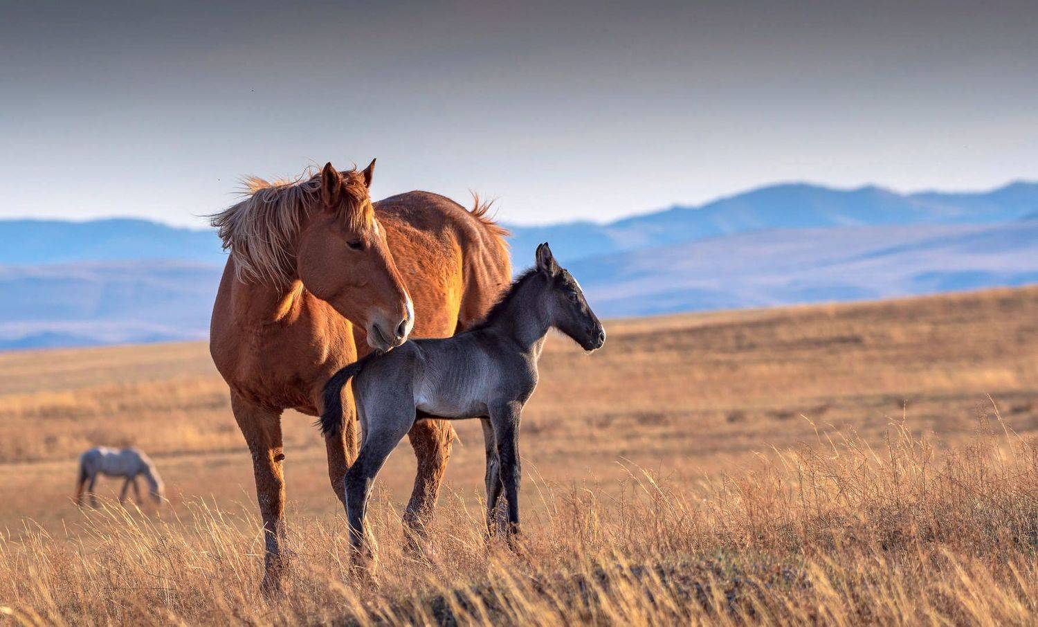 Хакасия степь , Александр Колбасов
