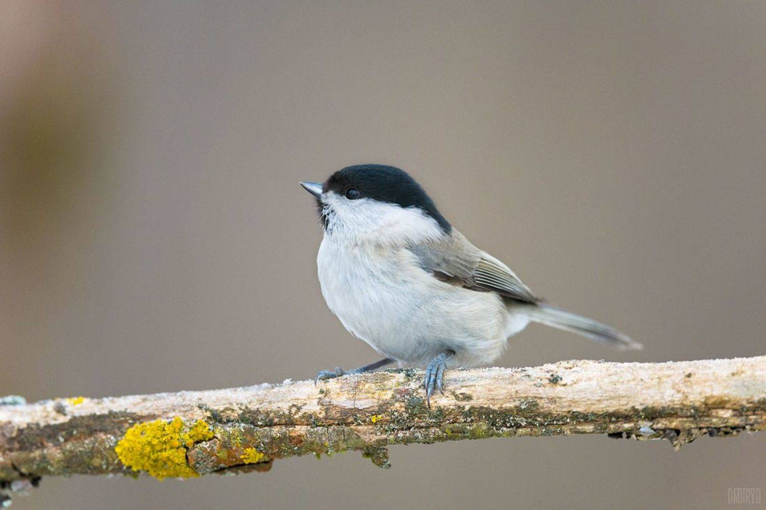 птица, пухляк, гаичка, зима, лес,, Дмитрий Доронин