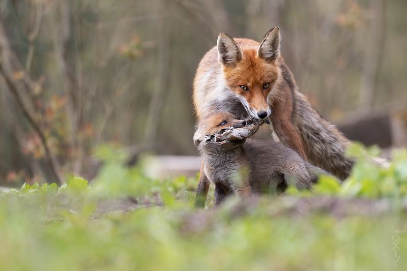 лиса я волшебное слово знаю — «пожалуйста»! фото превью
