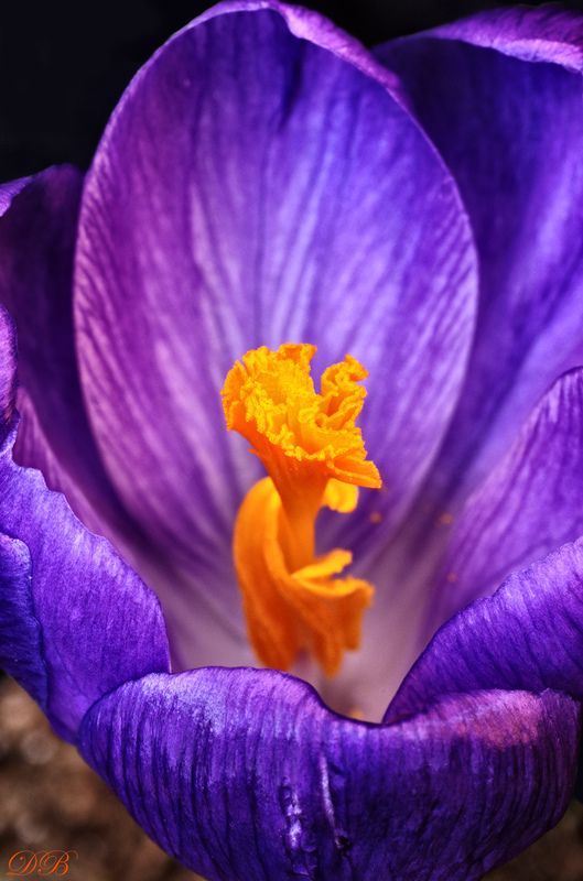 blue, close-up, crocus, color, colors, flower, flowers, macro, nature, orange, plant, plants, photography, portrait, spring, yellow, Crocus Portrait фото превью