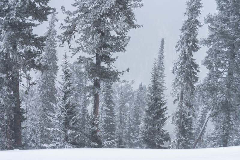 Елки-палки... Spruce-stick… фото превью