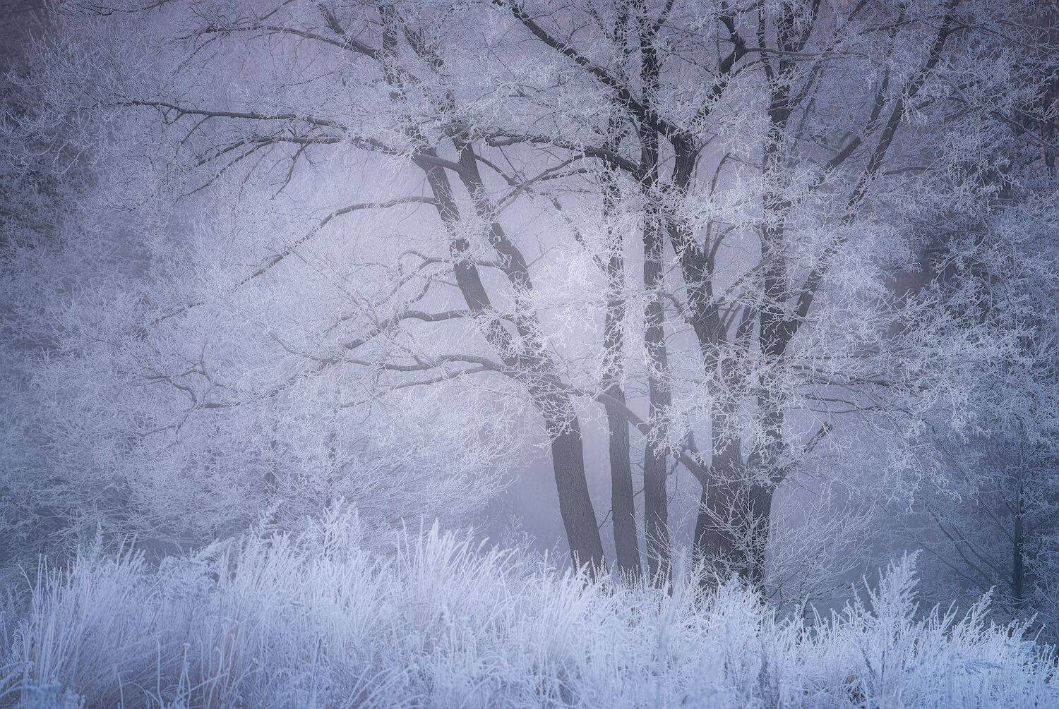 пехорка, река, зима, мороз, иней, Левыкин Виталий