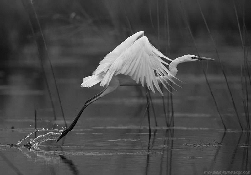 Egret Great Egret фото превью