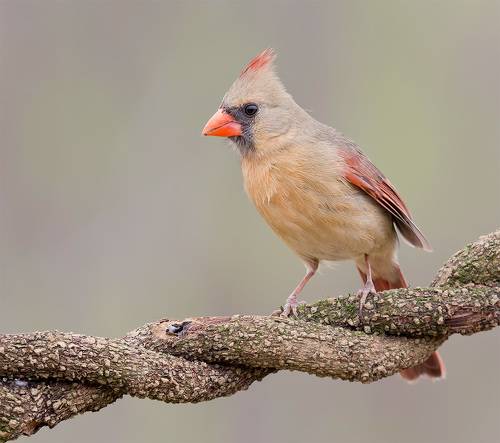 Female Northern Cardinal - Cамка.Красный кардинал