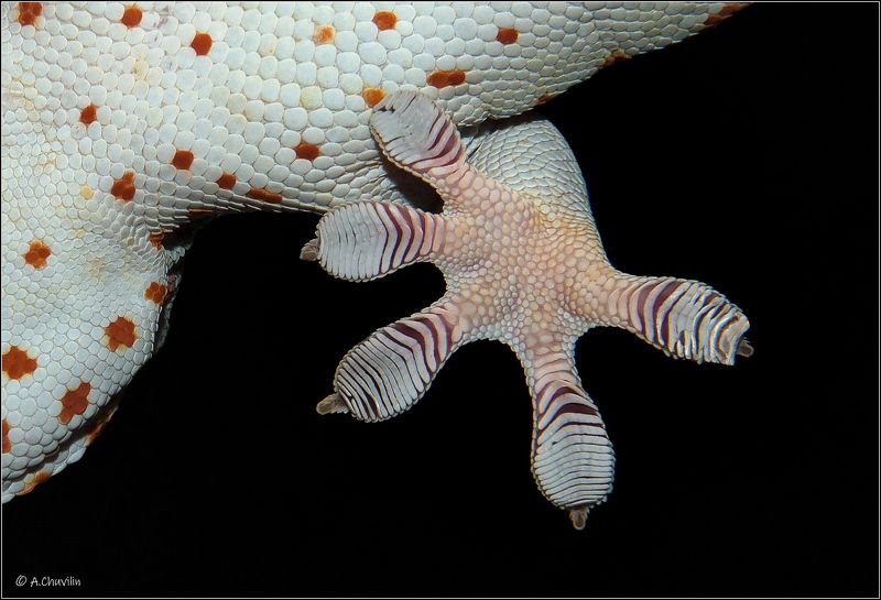 лапка,геккона,топ,топ Топ-топ фото превью