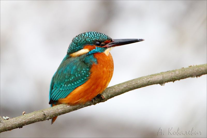 Kingfisher фото превью
