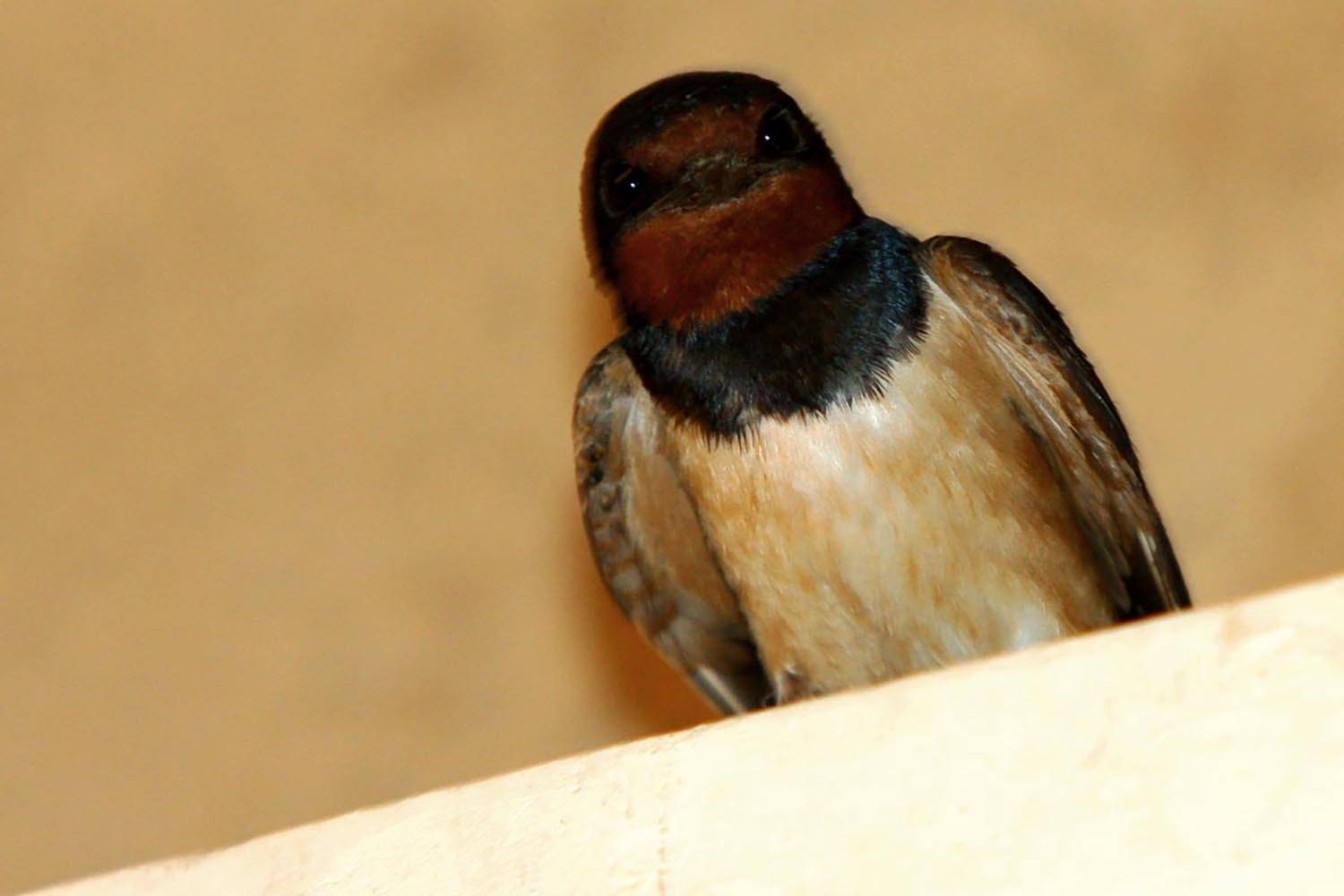 , mehdi karimi souderjani