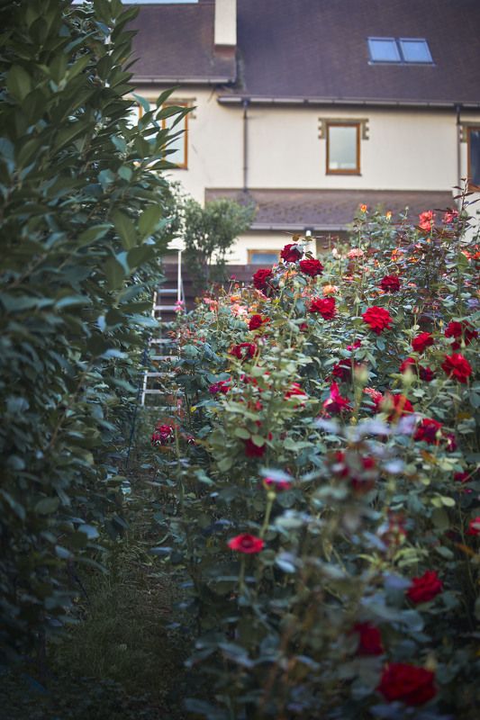 До весны осталось совсем немного, но я уже скучаю по своему саду, по своим розам…Скучаю,  как скучают по  детям которые перестают своих родителей, становятся  выше, краше и не послушней…Москва. Душанбе фото превью