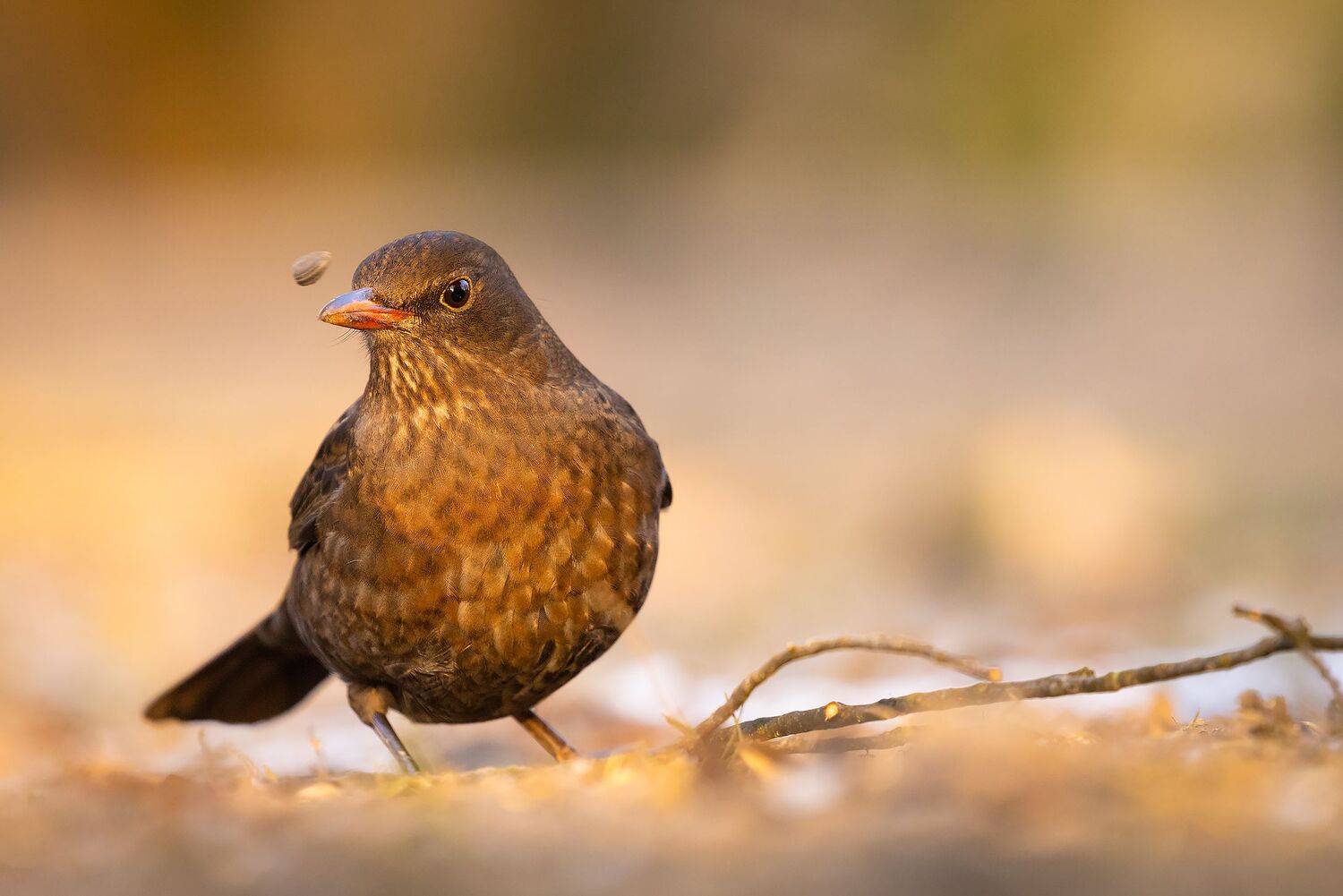 , Robert Adamec
