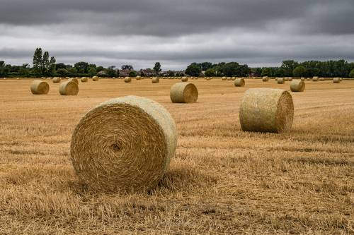 Wheat field...