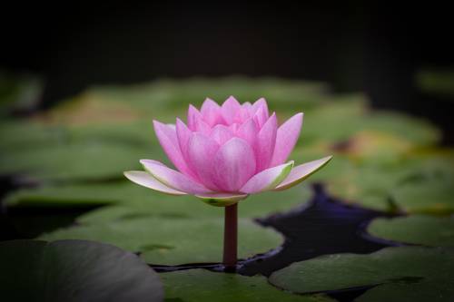 Lotus flowers