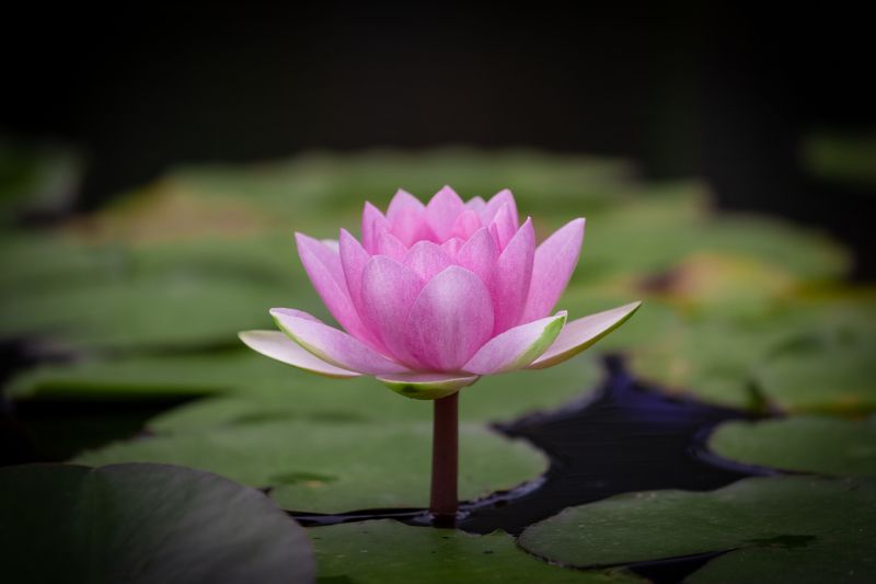 lotus, macro, flowers. flower, water, pink, rose Lotus flowers фото превью