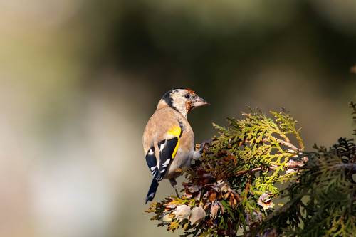 Carduelis carduelis