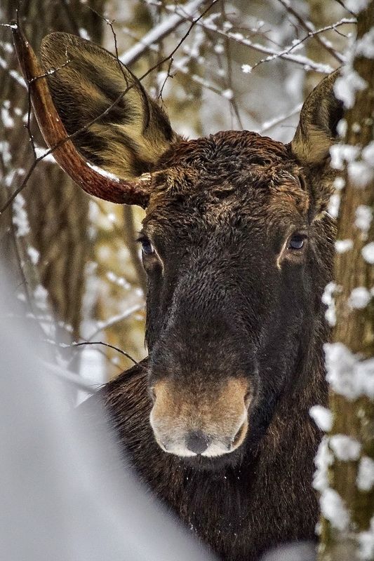 Два брата фото превью
