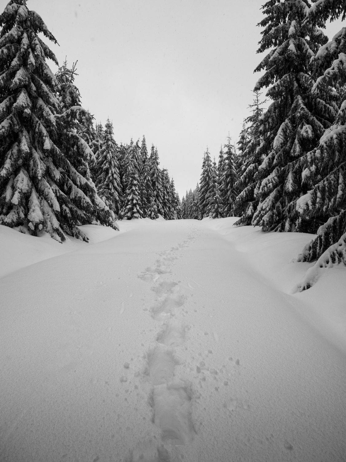 jizera,jizerky,jizerske hory,hejnice,cimburi,frydlantske cimburi,czechia,blackandwhite,snow,winter,snowfall,minimal, Slavom&iacute;r Gajdo&scaron;