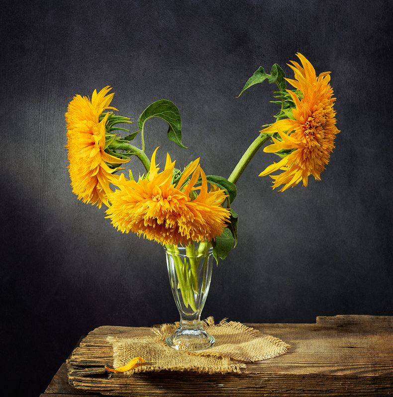 натюрморт, цветы, подсолнухи Подсолнухи фото превью