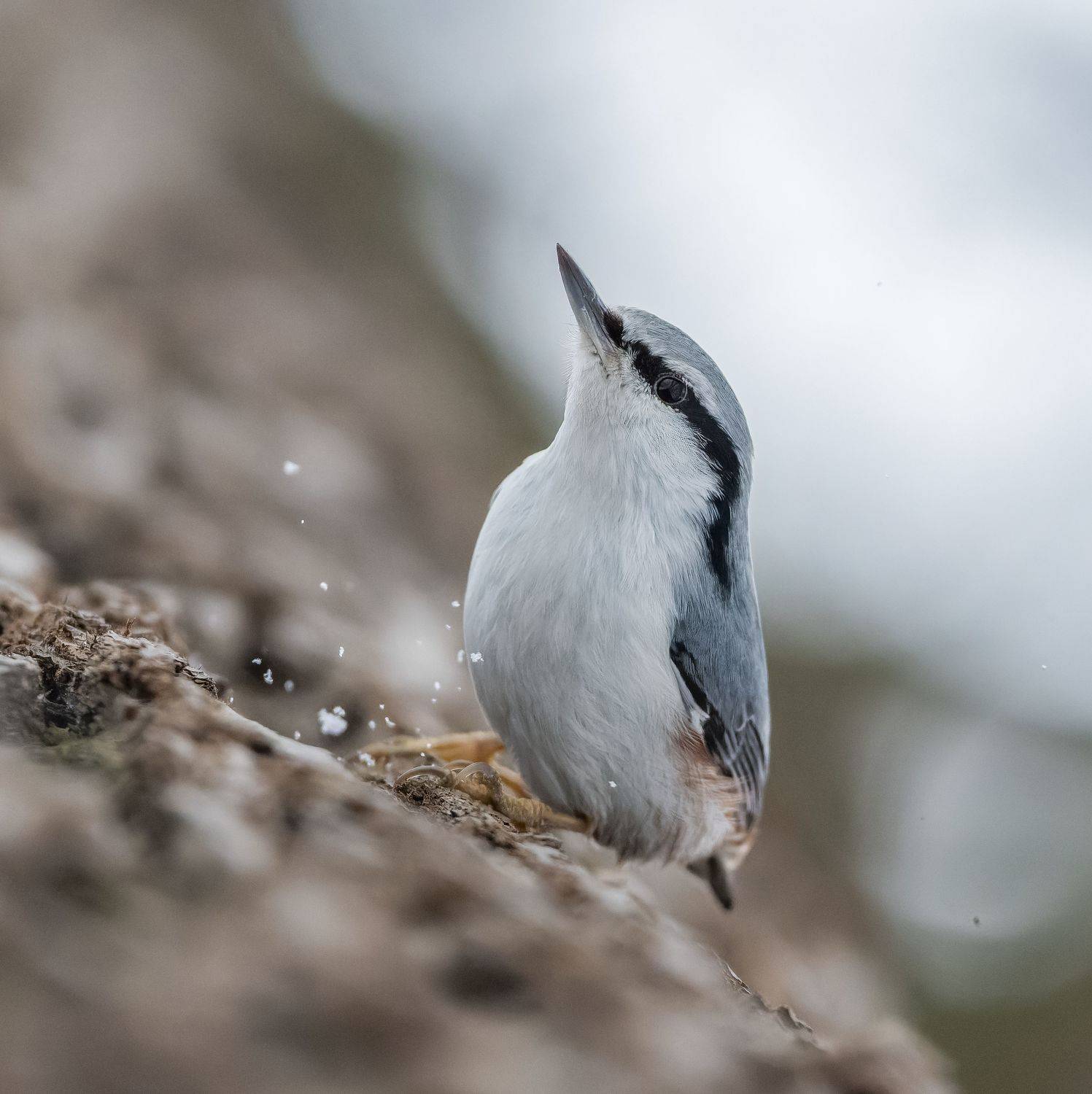 , Дэм Константин