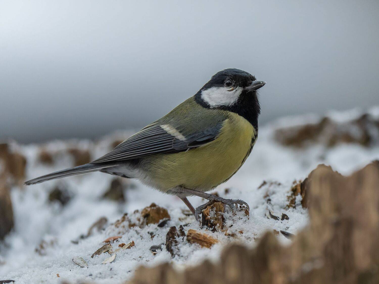 , Дэм Константин