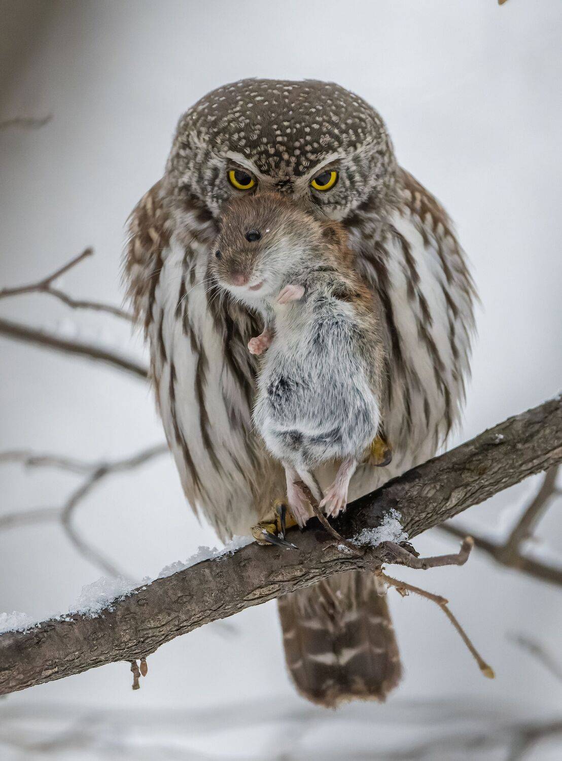 , Дэм Константин