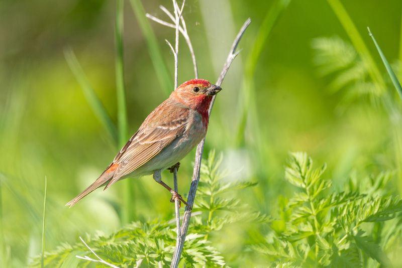 Птицы России фото превью