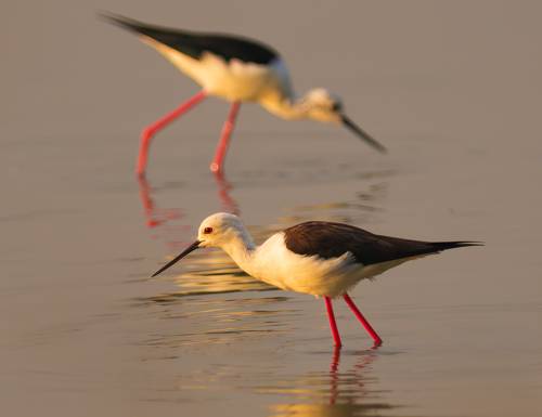 Black-winged stilt