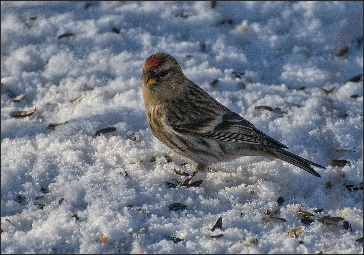 москва, зима, парк, птица, чечётка, АНАТОЛИЙ ДОВЫДЕНКО
