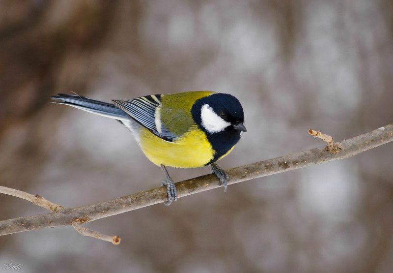 Большая синица фото превью