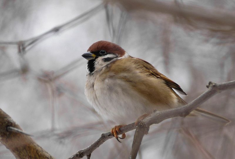 Полевой воробей фото превью