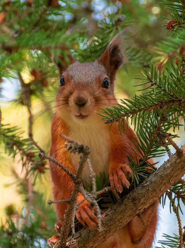 Белка фото превью