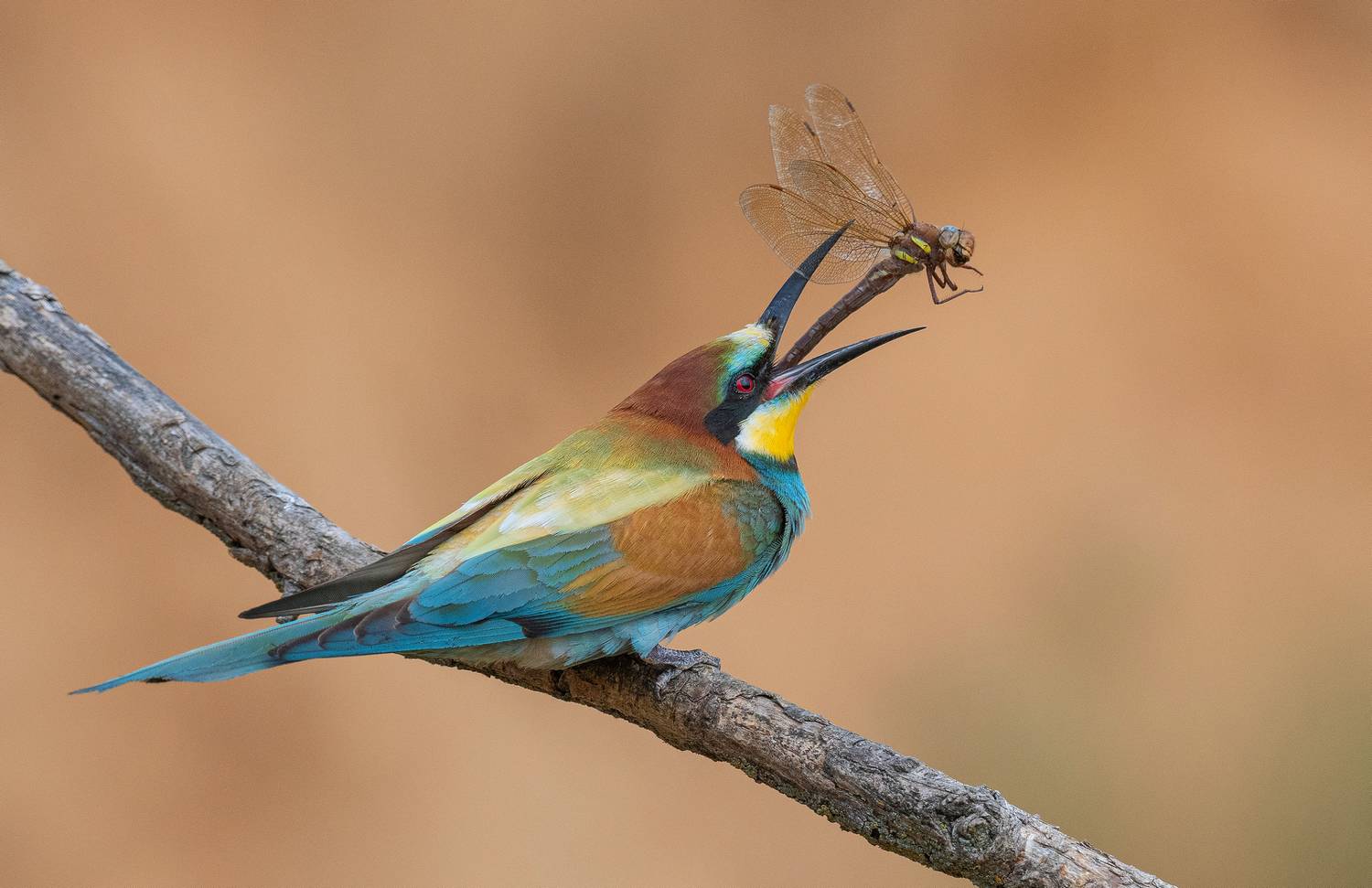 птицы, щурки, весна, лето, стрекоза, фотоохота, природа, Руслан Сигушин