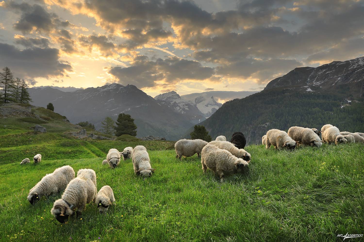 swiss,zermatt,весна,швейцария, Матвеев Николай