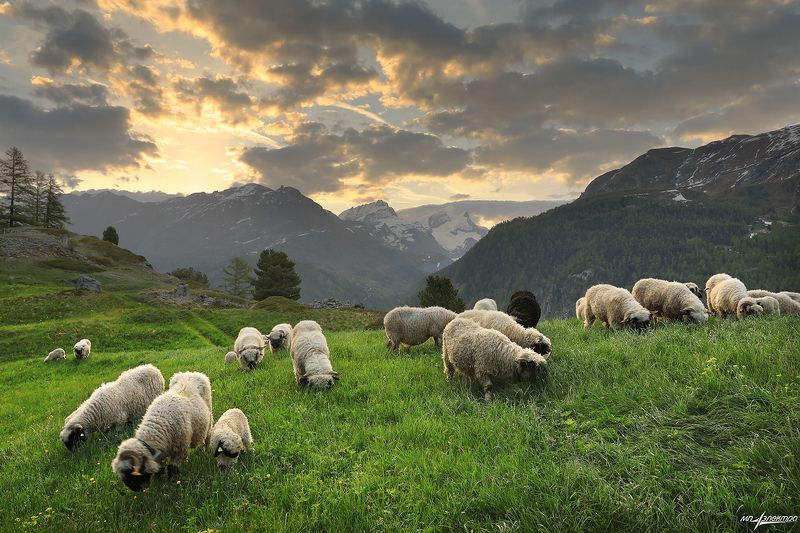 swiss,zermatt,весна,швейцария Весенний альпаж фото превью