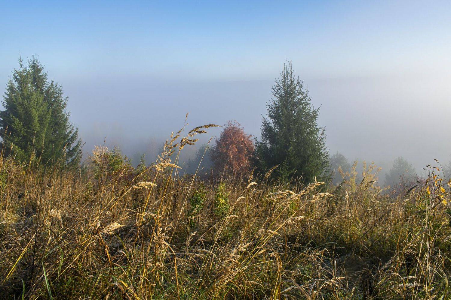 , Галина Луценко