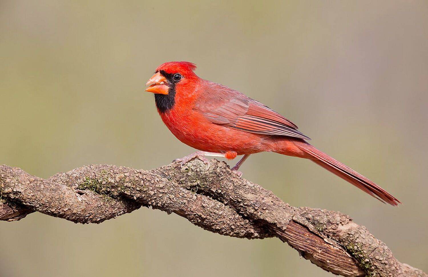 красный кардинал, northern cardinal, cardinal,кардинал, Etkind Elizabeth