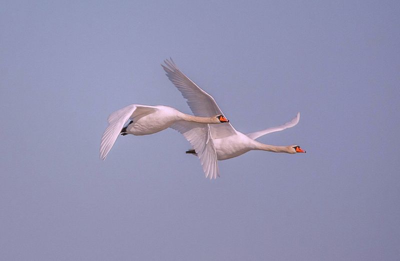 у села  камышово ЛЕБЕДИ фото превью