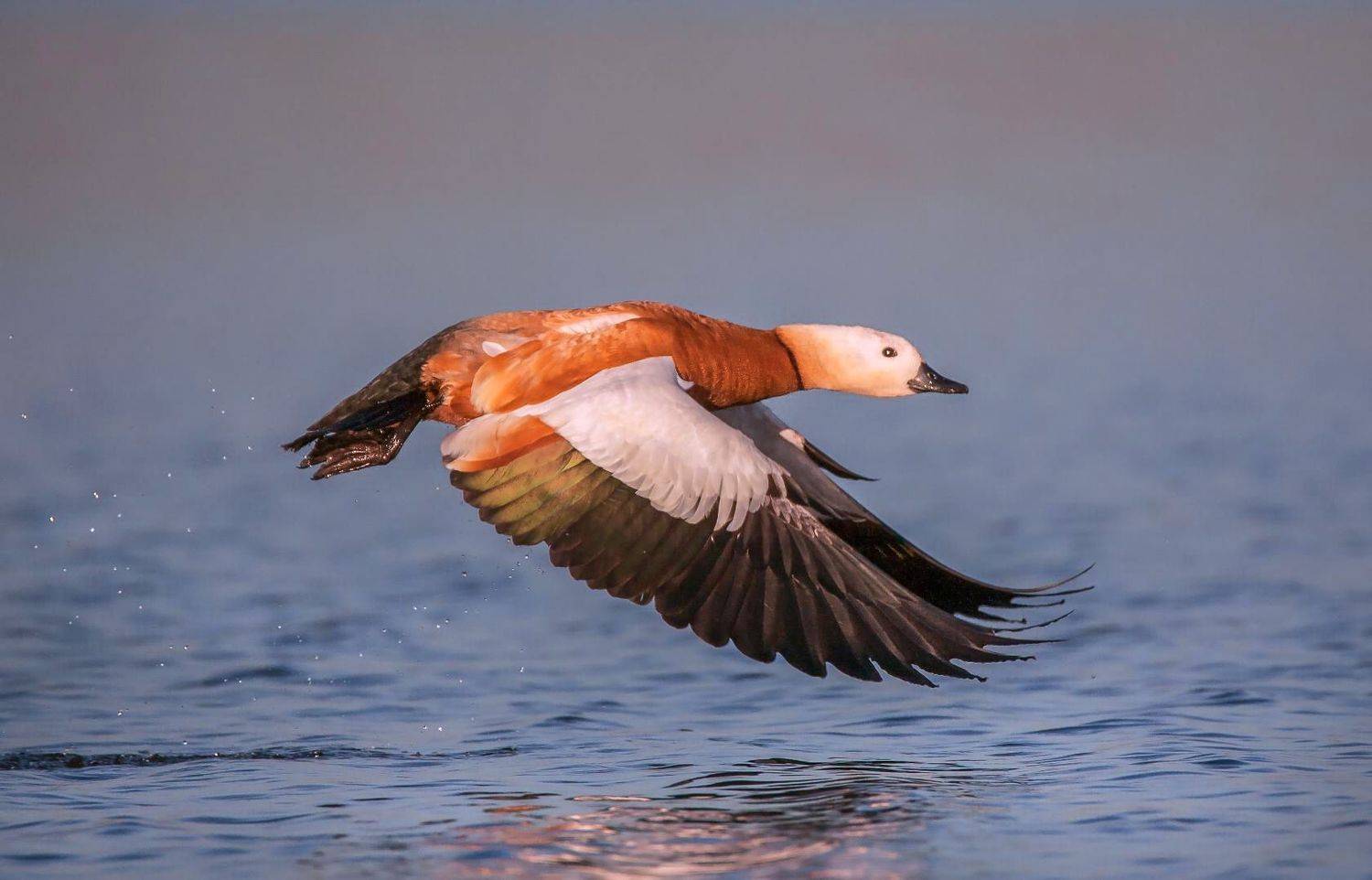 у села  камышово, Сергей цыбизов