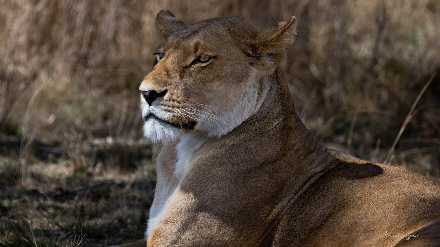 , Николай Мозгунов