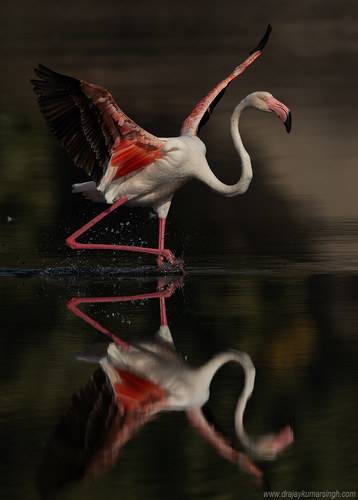 Greater Flamingos