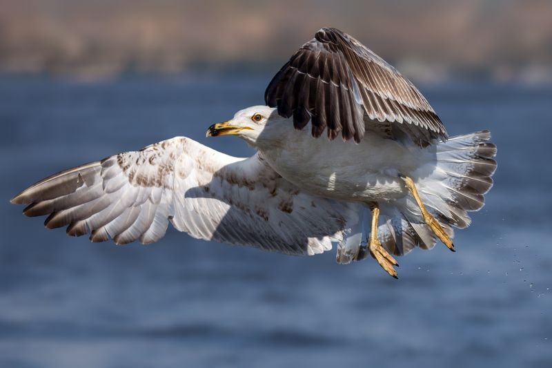 Yellow-legged gull фото превью