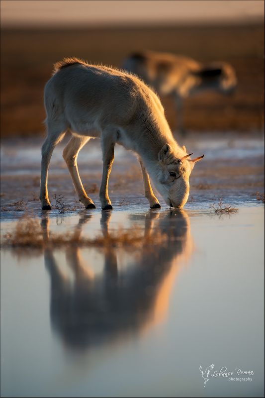 Сайгак в закатном свете ... фото превью