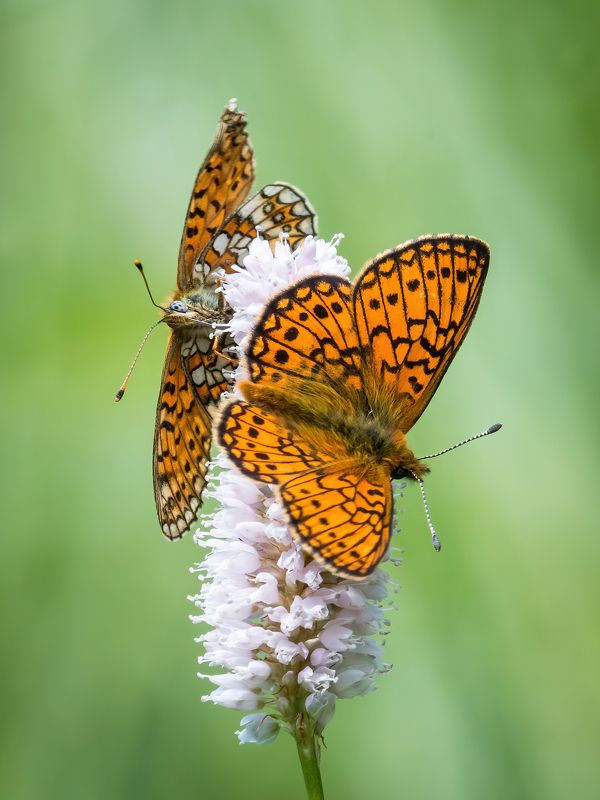 boloria eunomia, перламутровка бледная  фото превью