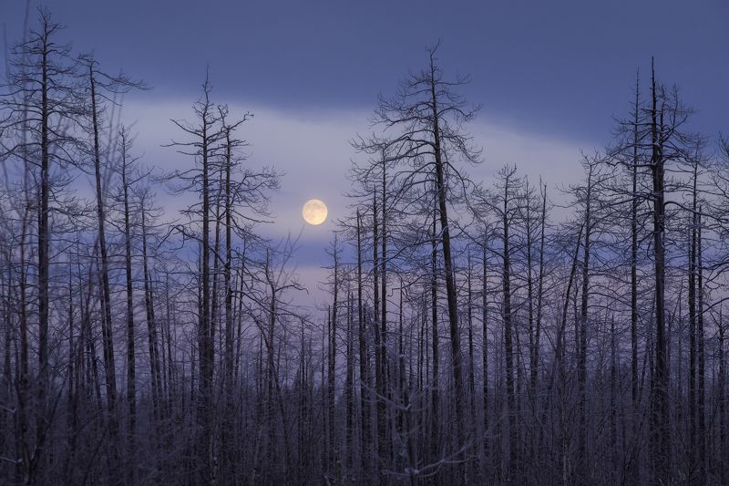 пейзаж, зима, тайга, лес, деревья, landscape, woodland, winter, taiga, луна, мороз, moonscape, moon, коми, frozen, komi Мертвый лес и морозный вечер фото превью